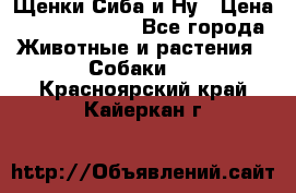 Щенки Сиба и Ну › Цена ­ 35000-85000 - Все города Животные и растения » Собаки   . Красноярский край,Кайеркан г.